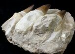 Impressive Mosasaur (Prognathodon) Jaw Section - #19687-6